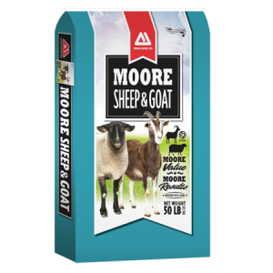 Thomas Moore Sheep & Goat 16 DQ