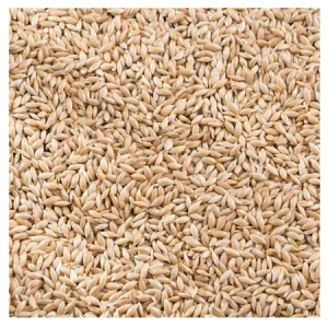 Brooks Raw Grains Canary Seed 25-lb Bag