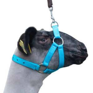 Sullivan's Performance Lamb & Goat Halter Blue