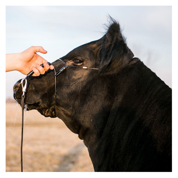 Phantom Cattle Cable Halter w/Ghost Grip