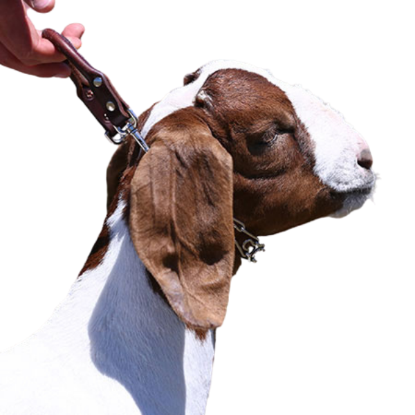 Sullivan's Goat Collar W/ Prongs