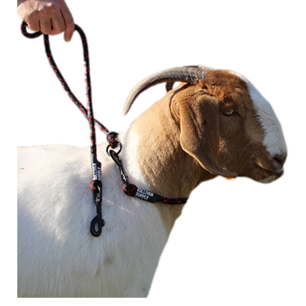 Goat Neck Tie