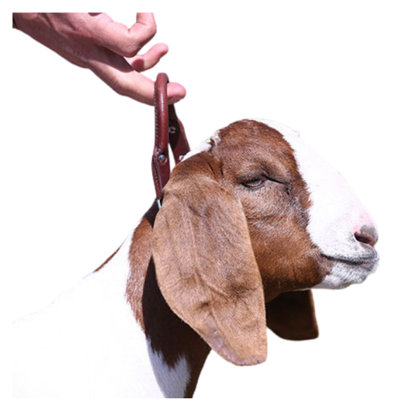 Leather Handle Goat Collar W/ Chain