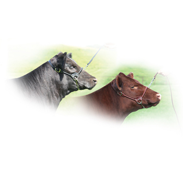 Leather Rolled Nose Show Halters™