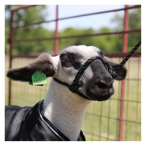Sheep/Goat Rope Halter