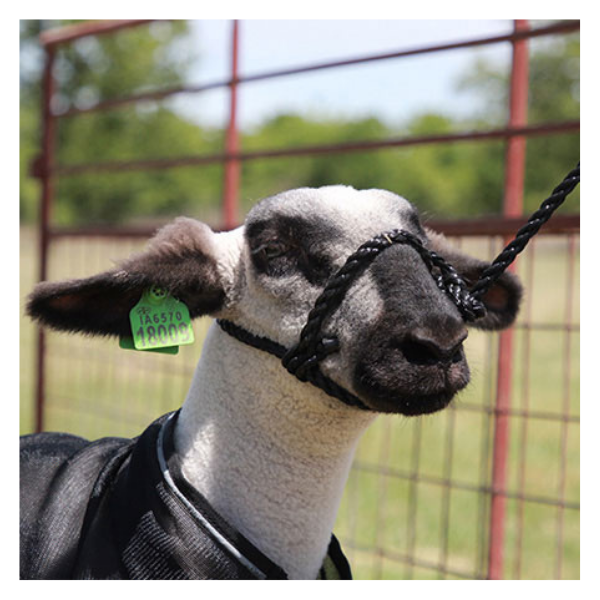 Sheep/Goat Rope Halter