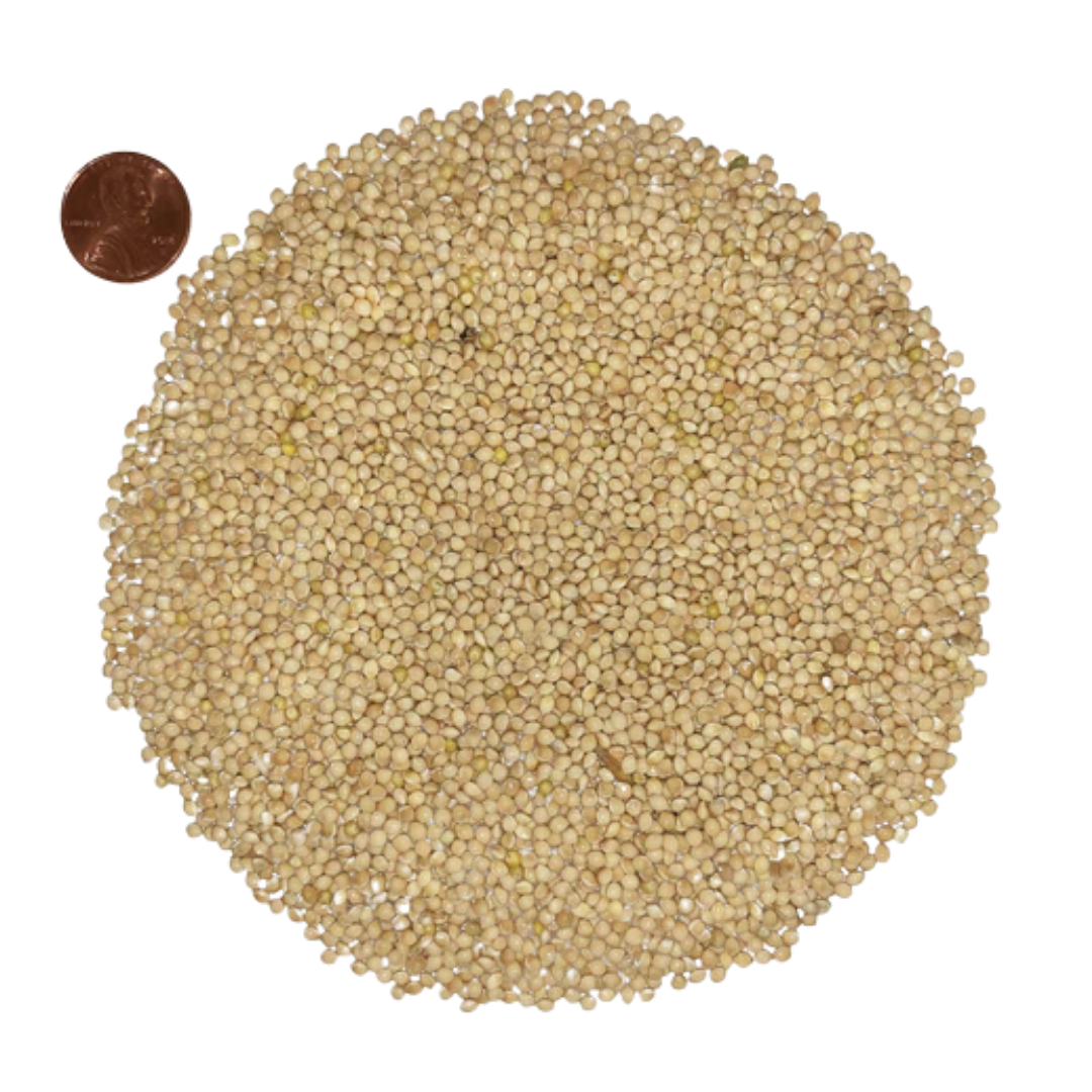 Jones White Proso Millet